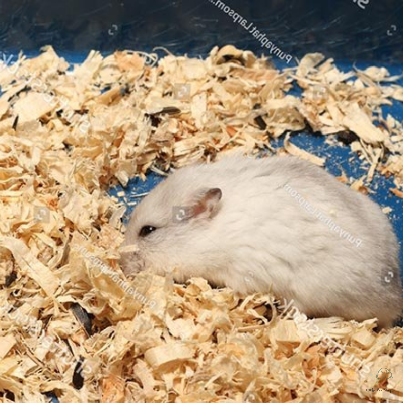 Chuột đồng Siberia