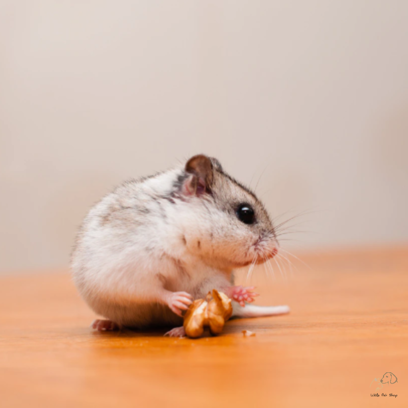 Chuột đồng Siberia