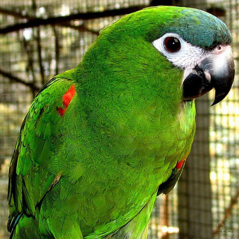 Vẹt Hahns Macw (Mini Macw)