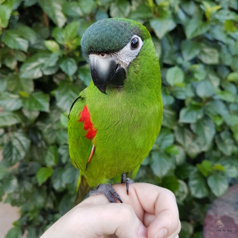 Vẹt Hahns Macw (Mini Macw)