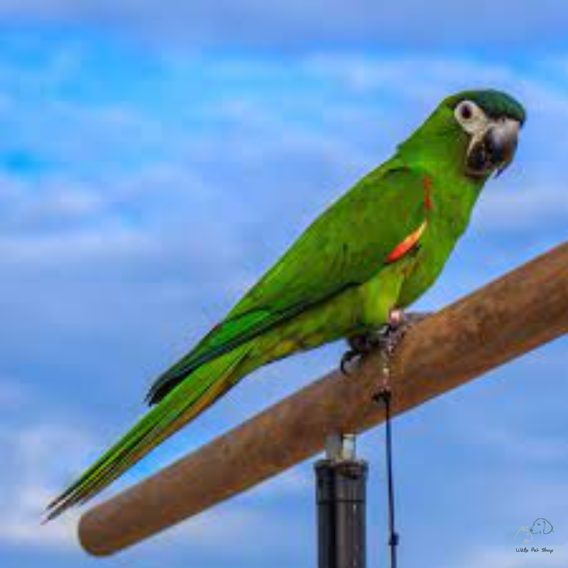 Vẹt Hahns Macw (Mini Macw)